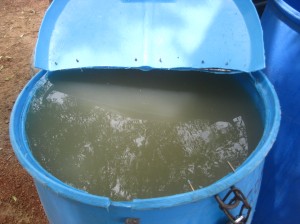 The "before" shot.  Dugout water in the blue tub ready to be treated!